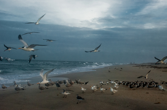 Sebastian Inlet, FL.  Dec. 26, 2013